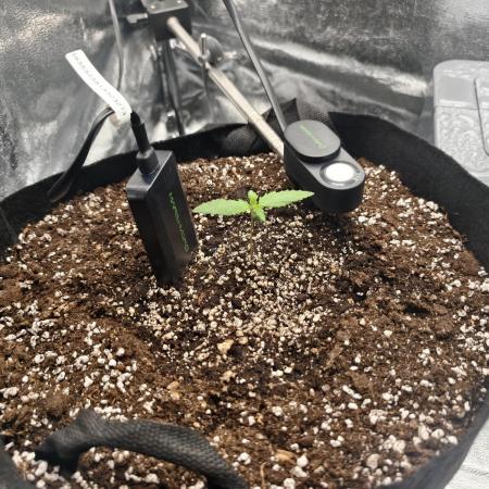 Guava Auto RF3