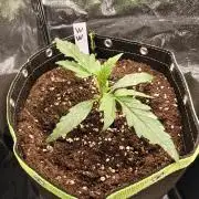 Auto White Widow / Sweet Pure Auto CBD