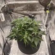 Guava Auto RF3
