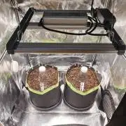 Auto White Widow / Sweet Pure Auto CBD