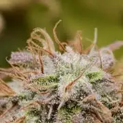 Auto White Widow / Sweet Pure Auto CBD