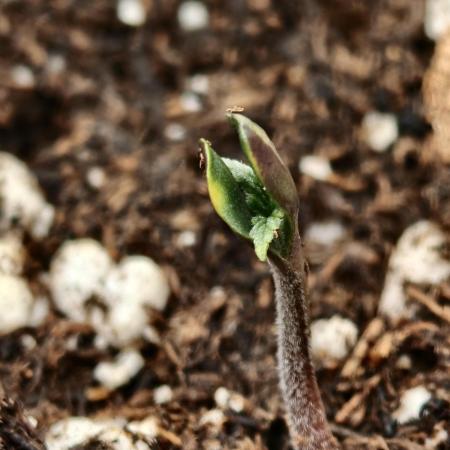 Auto White Widow / Sweet Pure Auto CBD