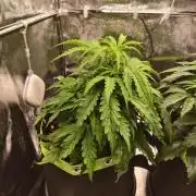 Auto White Widow / Sweet Pure Auto CBD