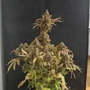 Auto White Widow / Sweet Pure Auto CBD