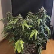 Guava Auto RF3