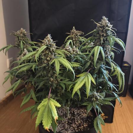 Guava Auto RF3
