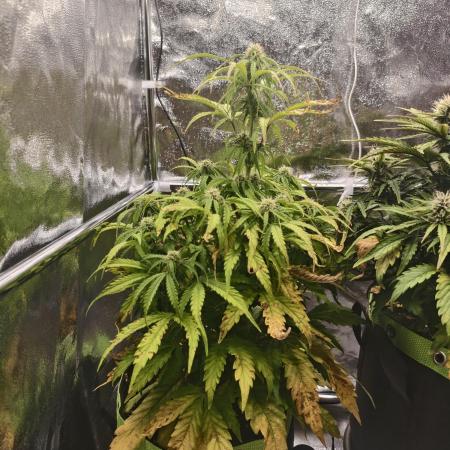 Auto White Widow / Sweet Pure Auto CBD