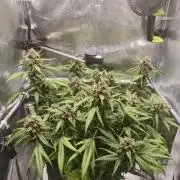 Guava Auto RF3