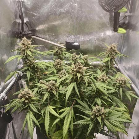 Guava Auto RF3