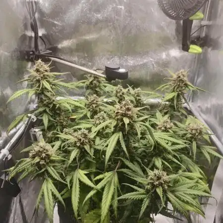 Guava Auto RF3