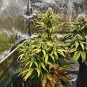 Auto White Widow / Sweet Pure Auto CBD