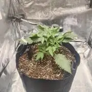 Guava Auto RF3