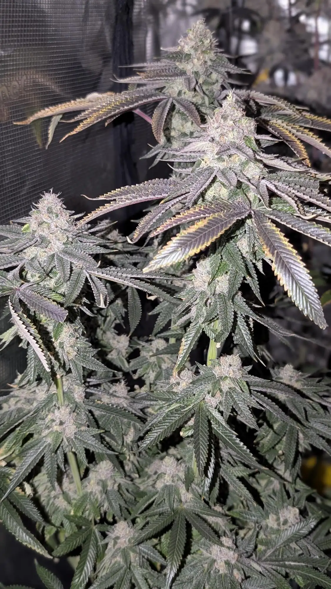 808 Genetics breeder. Seed bank info - GrowDiaries