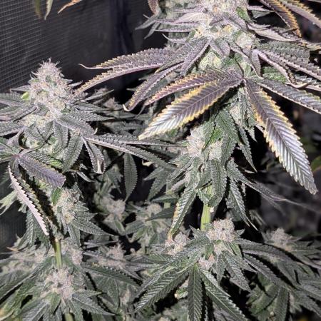 808 Genetics - Purple Peanut Butter