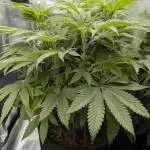 Zamnesia - Alien OG  (Sponsored Grow)