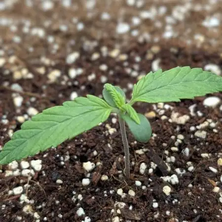 Zamnesia - Super Boof Auto