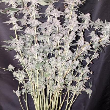 Zamnesia - Alien OG  (Sponsored Grow)