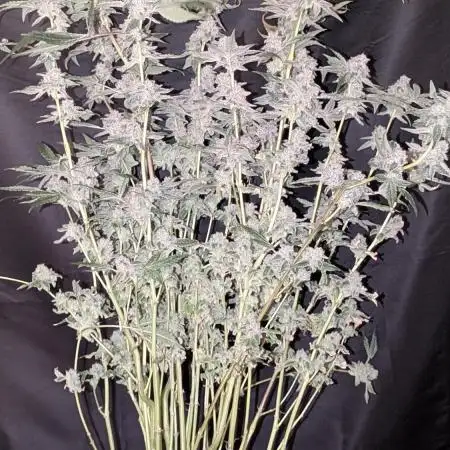 Zamnesia - Alien OG  (Sponsored Grow)