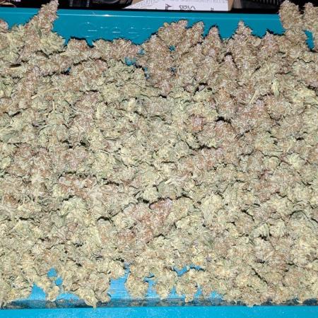 Zamnesia - Super Boof Auto