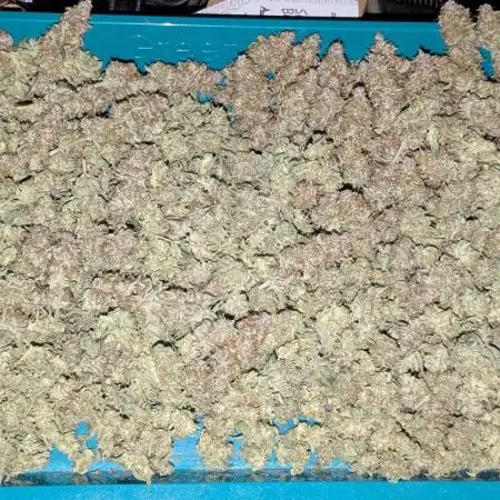 Zamnesia - Super Boof Auto