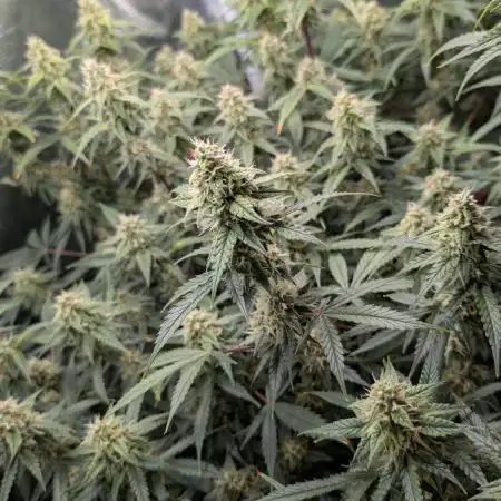 Zamnesia - Super Boof Auto