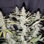 Zamnesia - Black Diamond(Sponsored Grow)