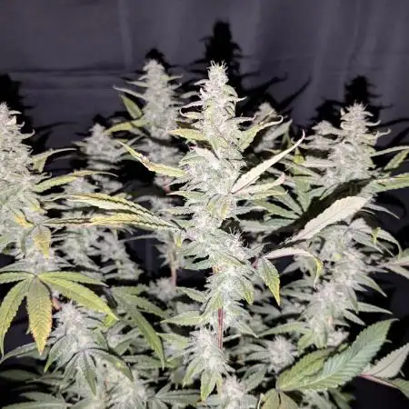Zamnesia - Black Diamond(Sponsored Grow)