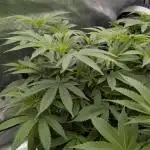 Zamnesia - Black Diamond(Sponsored Grow)