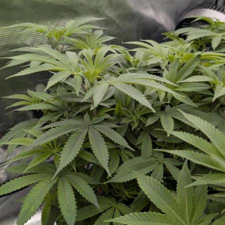 Zamnesia - Black Diamond(Sponsored Grow)