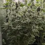 Zamnesia - Alien OG  (Sponsored Grow)