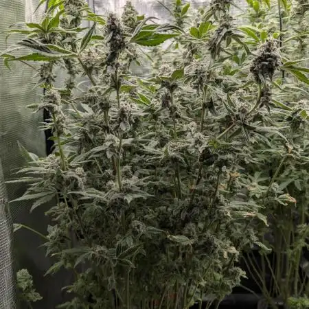 Zamnesia - Alien OG  (Sponsored Grow)