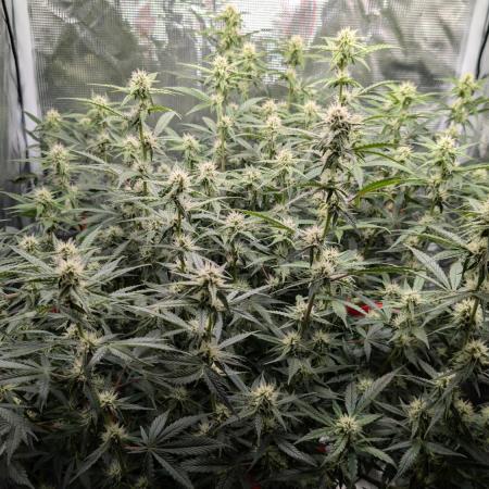 Zamnesia - Super Boof Auto