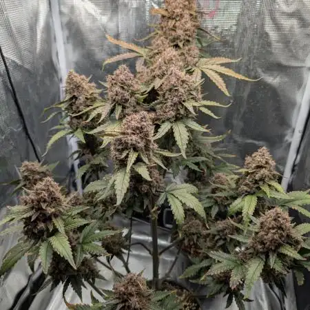 FastBuds - Banana Purple Punch Auto