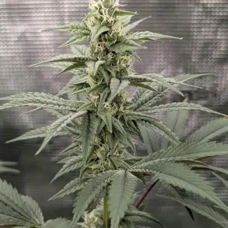 Solfire Gardens - Miami Mami