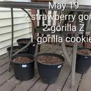 Banzilla