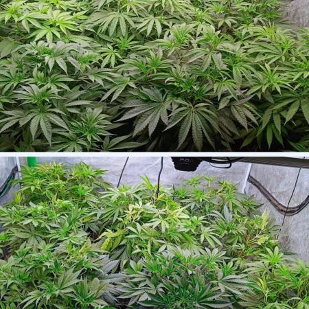 TheSacredArt of PlantingtoForget 2025