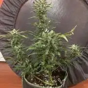 FastBud 3 Strains