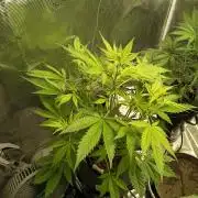 Gorilla Z Auto