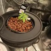 Tropicana Cookies Auto