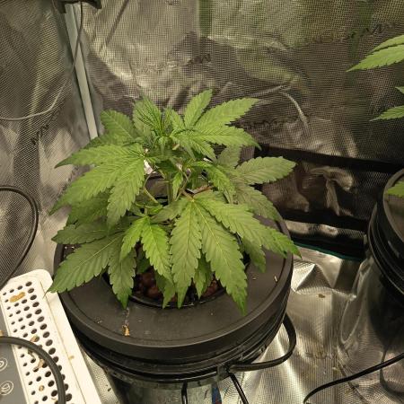 Tropicana Cookies Auto