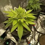 Gorilla Z Auto