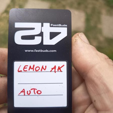 Lemon AK Auto