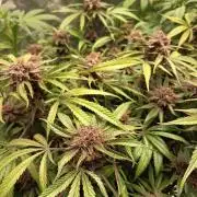 Diablo rojo-Sweet Seeds