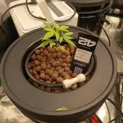 Gorilla Z Auto