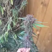 Diablo rojo-Sweet Seeds