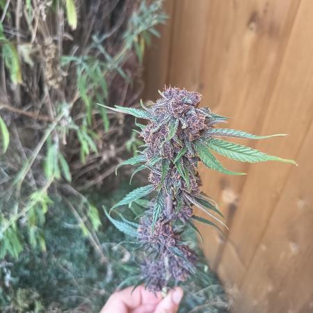 Diablo rojo-Sweet Seeds