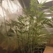 Gorilla Z Auto