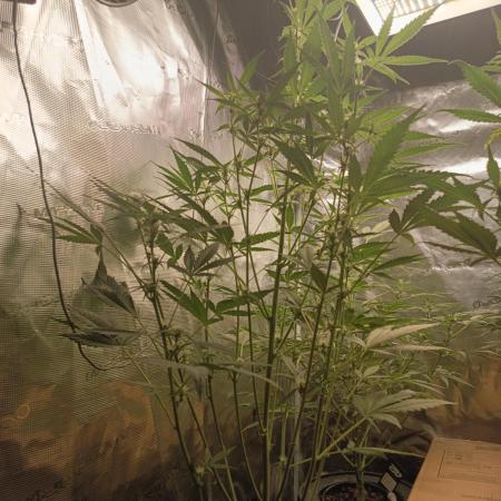 Gorilla Z Auto