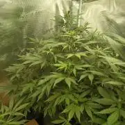 Blueberry Dreams Auto