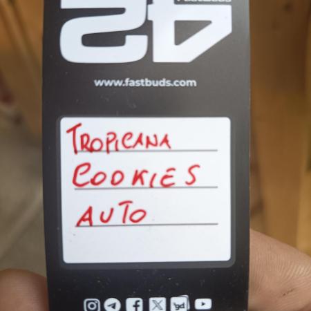 Tropicana Cookies Auto